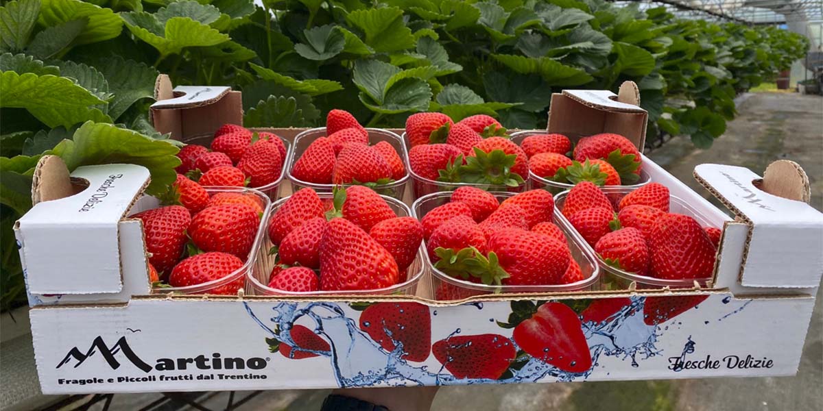 Fragole di Montagna: in Valsugana picchi di 35° alterano il calendario